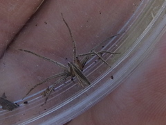 Pisaurina dubia