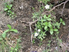Arenaria montana