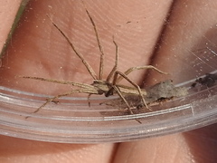 Pisaurina dubia