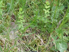 Cruciata glabra