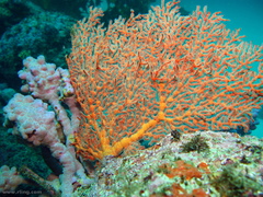 Melithaea