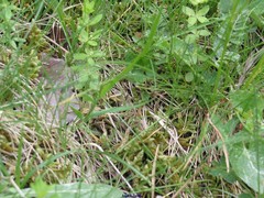Cruciata glabra