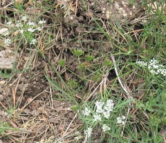 Conopodium subcarneum