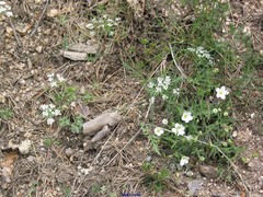 Arenaria montana
