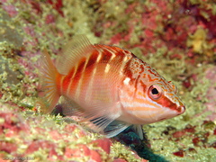 Hypoplectrodes maccullochi