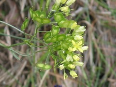 Biscutella valentina