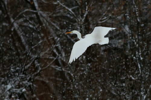 Garceta grande (Ardea alba)