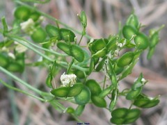 Biscutella valentina