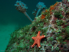 Pentagonaster duebeni