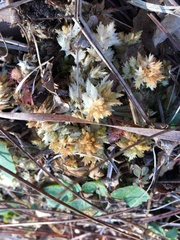 Sphagnum perichaetiale