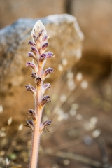 Orobanche pubescens