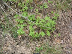 Galium rotundifolium