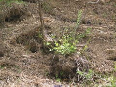 Galium rotundifolium