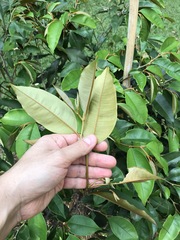 Chrysophyllum cainito