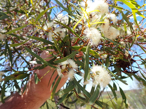 Newman Rock Mallee (Eucalyptus rigidula)
