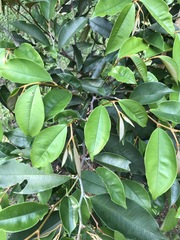 Chrysophyllum cainito