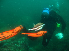 Canthigaster callisterna