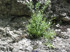 Arenaria montana