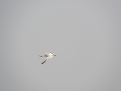 Thalasseus sandvicensis