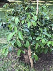 Chrysophyllum cainito