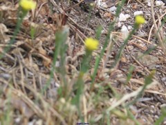 Arnoseris minima