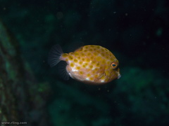 Anoplocapros inermis