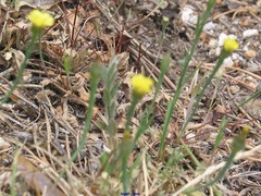 Arnoseris minima
