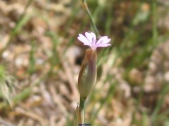 Petrorhagia nanteuilii