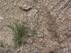 Arnoseris minima
