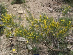 Cytisus oromediterraneus