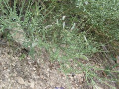 Cytisus oromediterraneus