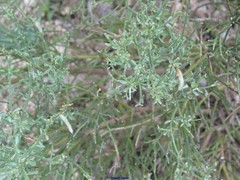 Cytisus oromediterraneus