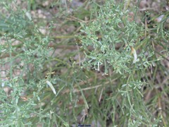 Cytisus oromediterraneus