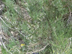 Cytisus oromediterraneus