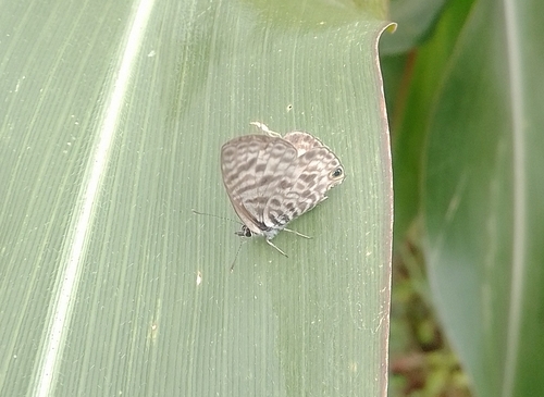 Common Zebra Blue Complex