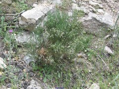 Cytisus oromediterraneus