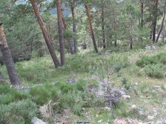 Cytisus oromediterraneus