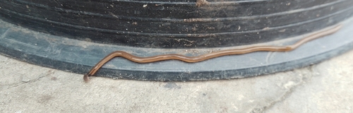 Shovel-headed Garden Worm