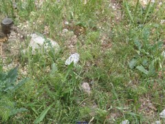 Poa bulbosa vivipara