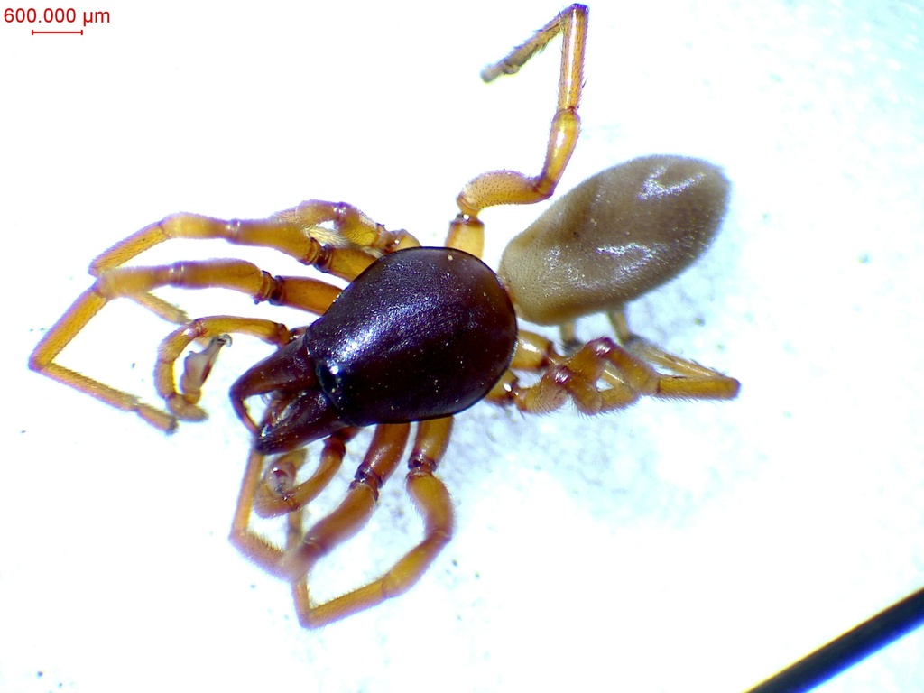 Dysdera stahlavskyi