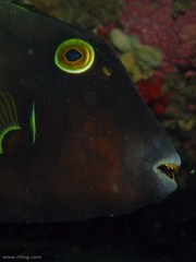 Eubalichthys bucephalus