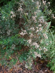 Ozothamnus thyrsoideus