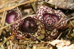 Hexastylis virginica