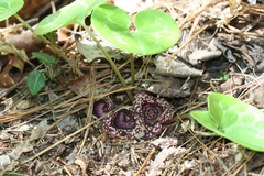 Hexastylis virginica