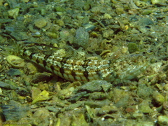 Synodus dermatogenys