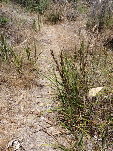 large flowered bog-rush (Ammothryon grandiflorum)