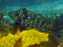 Aplodactylus lophodon