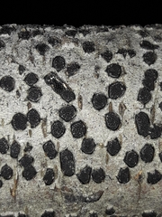 Diatrype disciformis