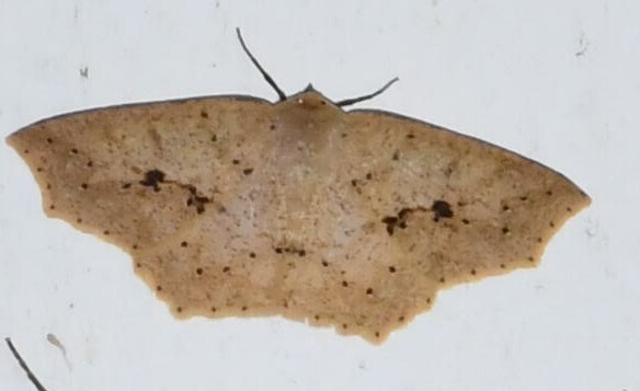 Sabulodes arnissa