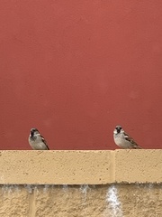 Passer domesticus